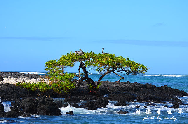 galapagos6D7000 013.JPG