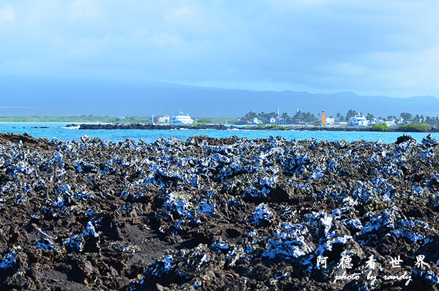 galapagos6D7000 051.JPG