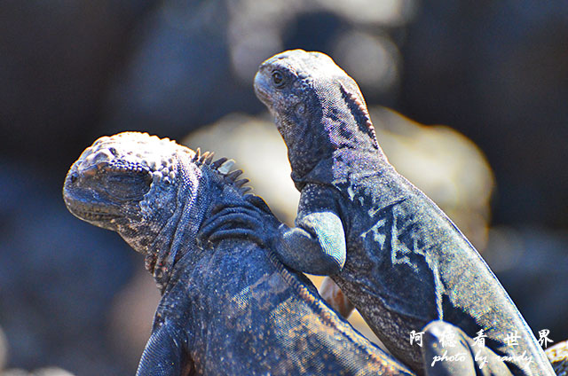 galapagos6D7000 056.JPG