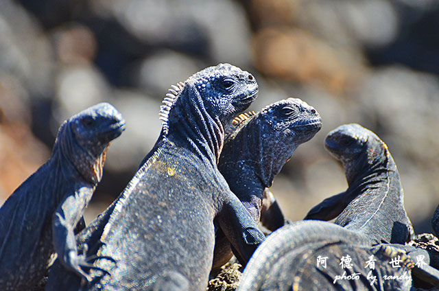 galapagos6D7000 059.JPG