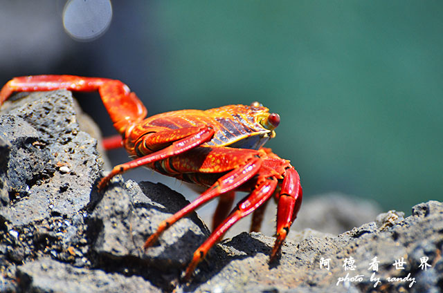 galapagos6D7000 072.JPG