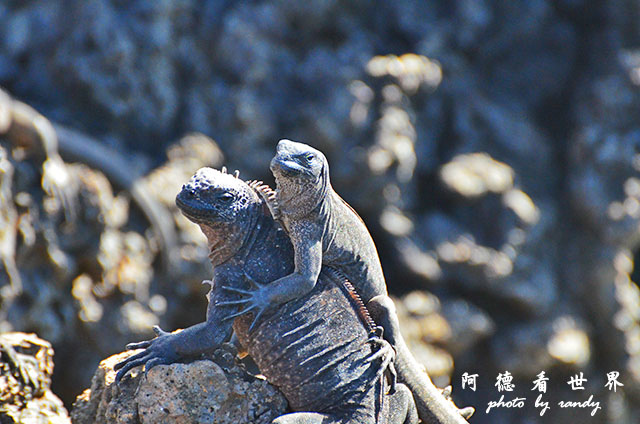 galapagos6D7000 067.JPG