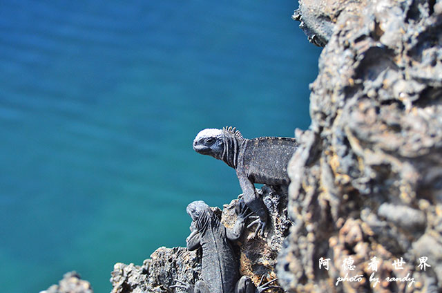 galapagos6D7000 073.JPG