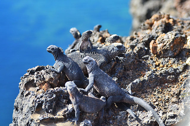 galapagos6D7000 076.JPG