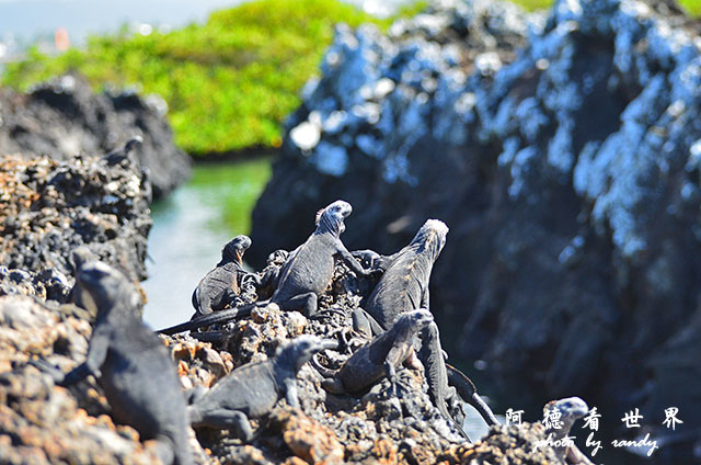 galapagos6D7000 081.JPG