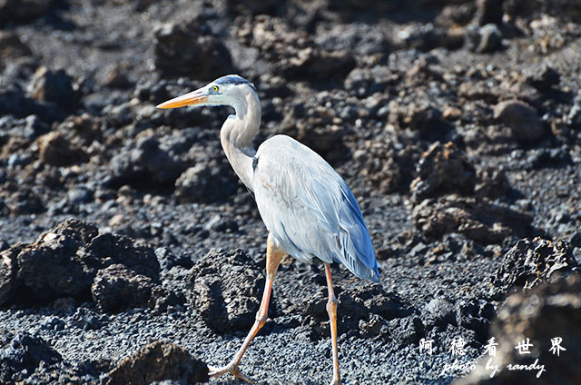 galapagos6D7000 087.JPG