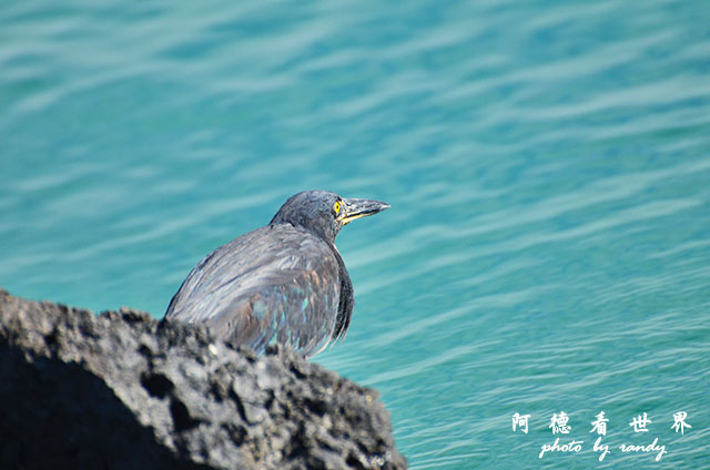 galapagos6D7000 092.JPG