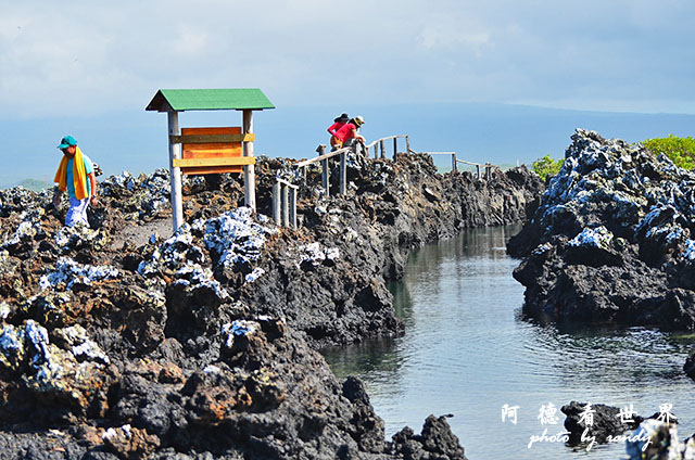 galapagos6D7000 090.JPG