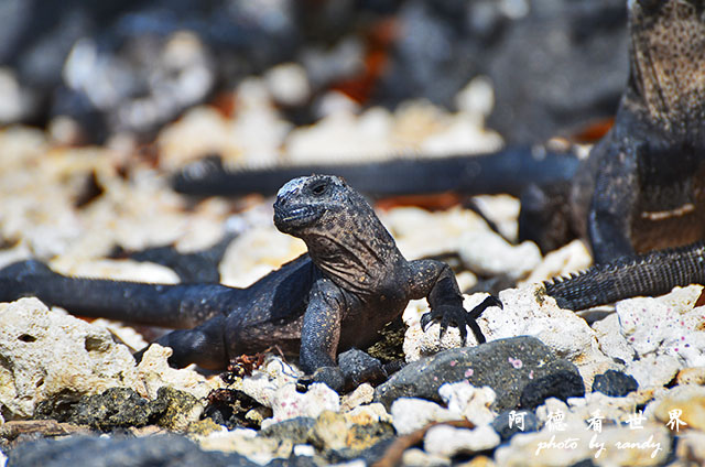 galapagos6D7000 100.JPG