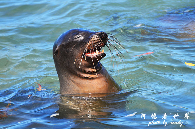 galapagos6D7000 106.JPG
