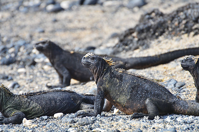 galapagos6D7000 122.JPG