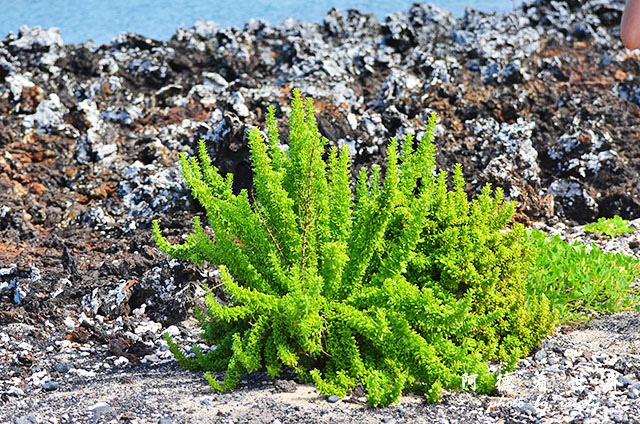 galapagos6D7000 119.JPG