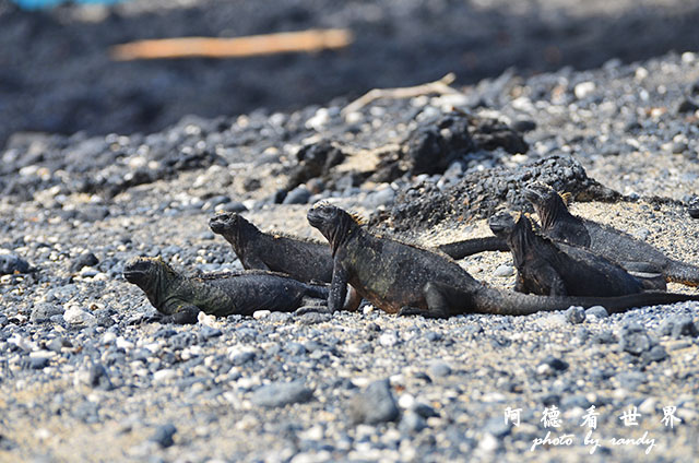 galapagos6D7000 124.JPG