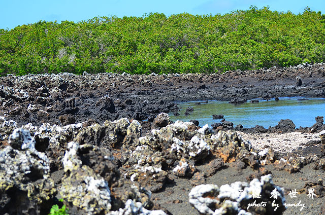 galapagos6D7000 134.JPG