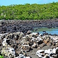 galapagos6D7000 134.JPG