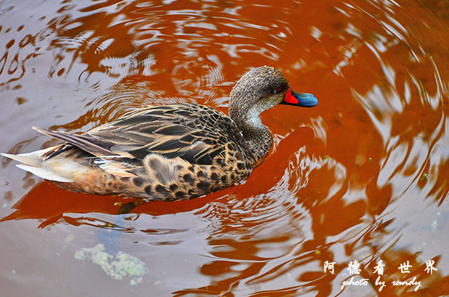 galapagos6D7000 158.JPG