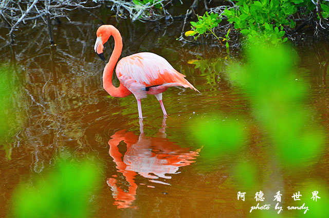 galapagos6D7000 174.JPG