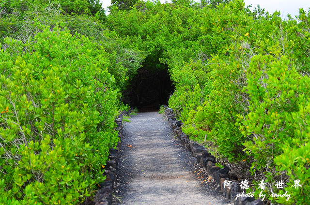 galapagos6D7000 193.JPG