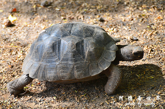 galapagos6D7000 220.JPG