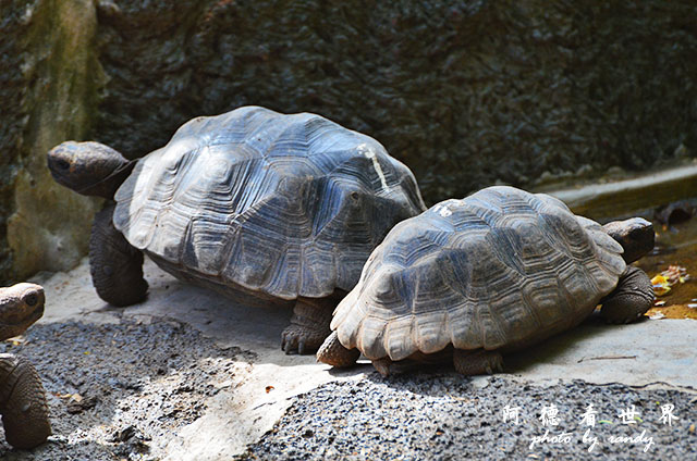 galapagos6D7000 222.JPG