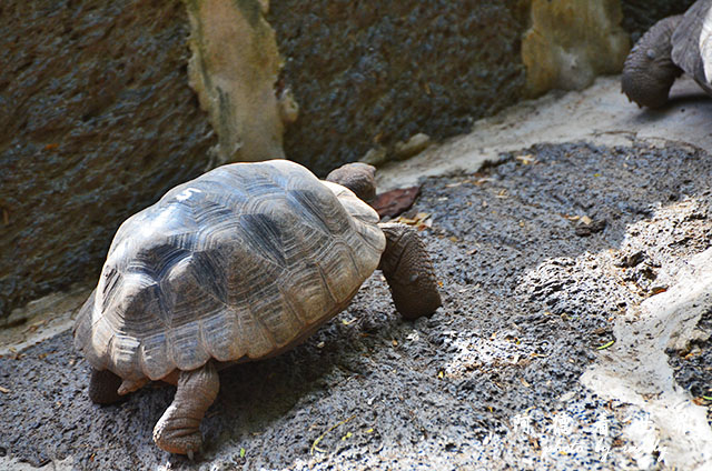 galapagos6D7000 221.JPG