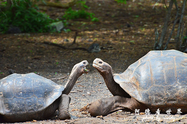 galapagos6D7000 229.JPG