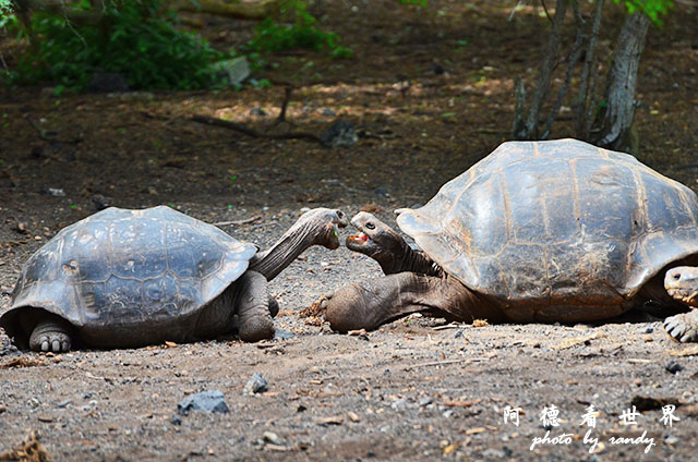 galapagos6D7000 227.JPG