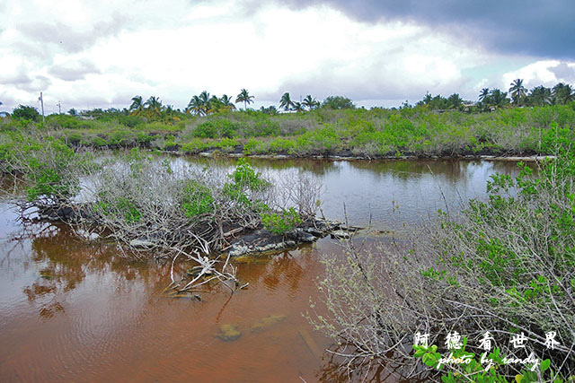 galapagos6P7700 185.JPG