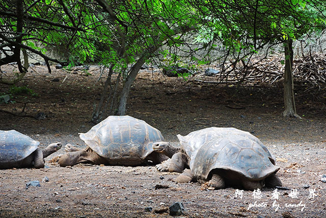 galapagos6P7700 215.JPG