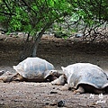 galapagos6P7700 215.JPG