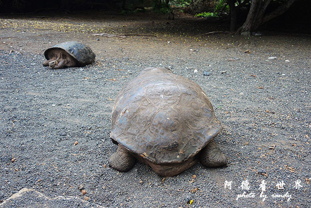 galapagos6P7700 228.JPG