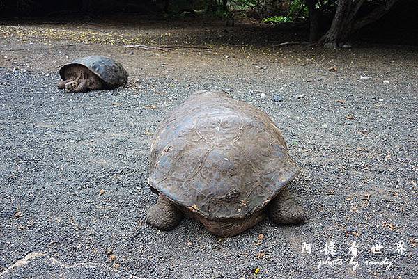 galapagos6P7700 228.JPG