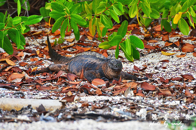 galapagos8D7000 016.JPG