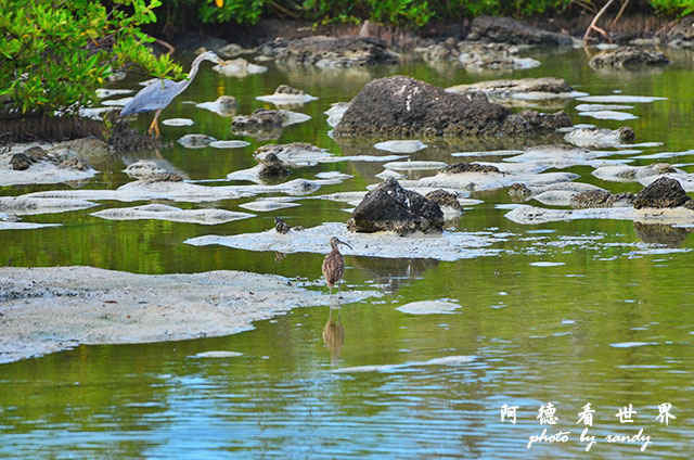 galapagos8D7000 070.JPG