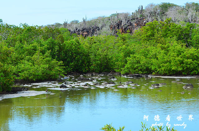 galapagos8D7000 073.JPG