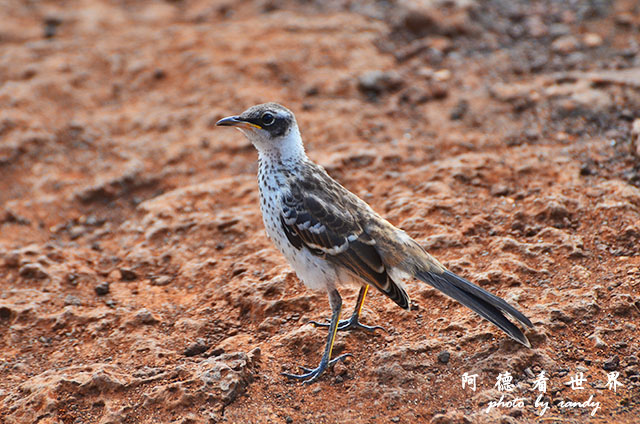 galapagos8D7000 082.JPG