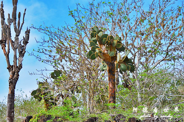 galapagos8D7000 102.JPG