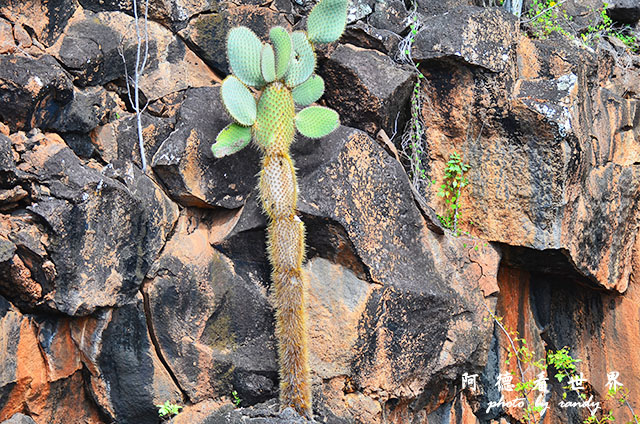 galapagos8D7000 123.JPG