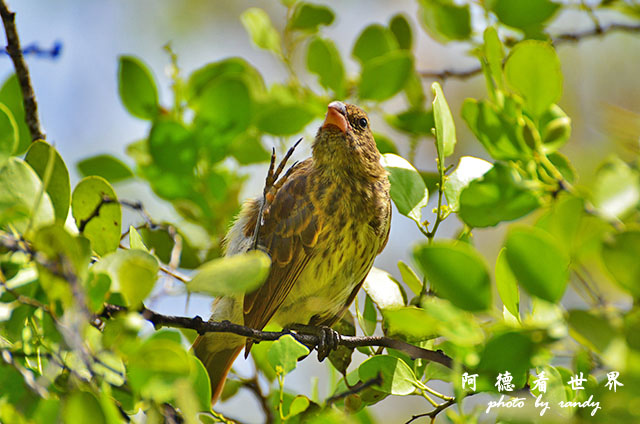 galapagos8D7000 158.JPG