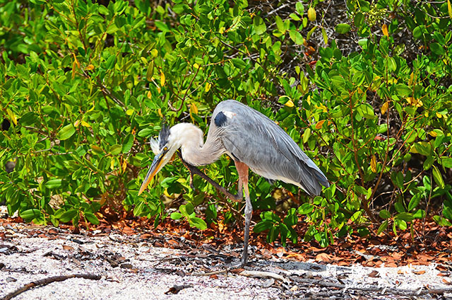 galapagos8D7000 220.JPG