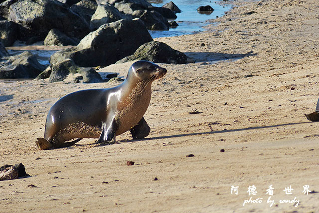 galapagos9FZ200 (47).JPG