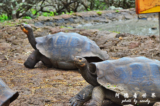 galapagos9D7000 009.JPG