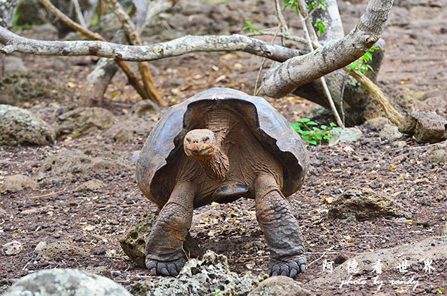 galapagos9D7000 007.JPG