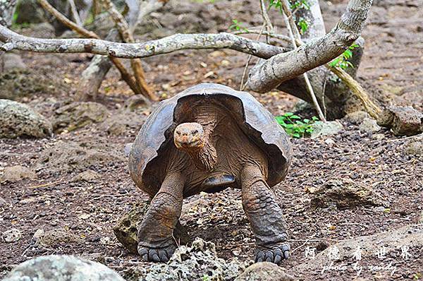 galapagos9D7000 007.JPG