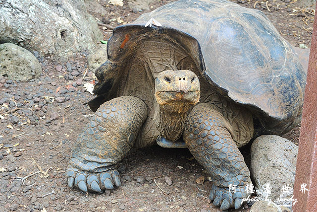 galapagos9P7700 052.JPG