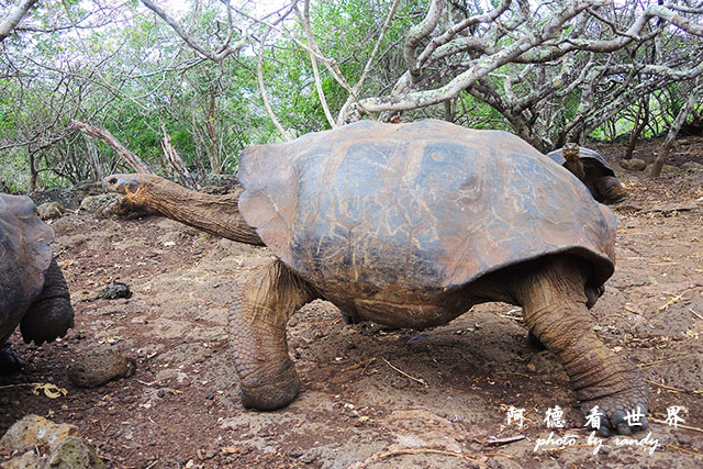 galapagos9P7700 054.JPG