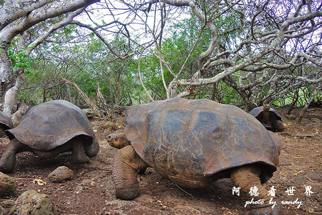 galapagos9P7700 055.JPG