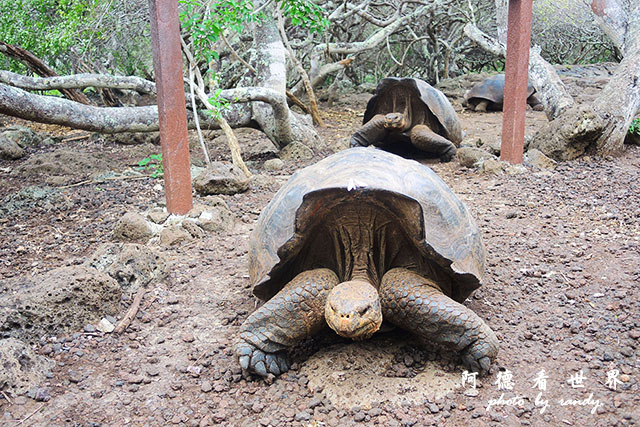 galapagos9P7700 065.JPG