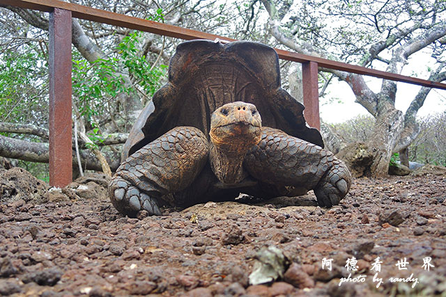 galapagos9P7700 066.JPG