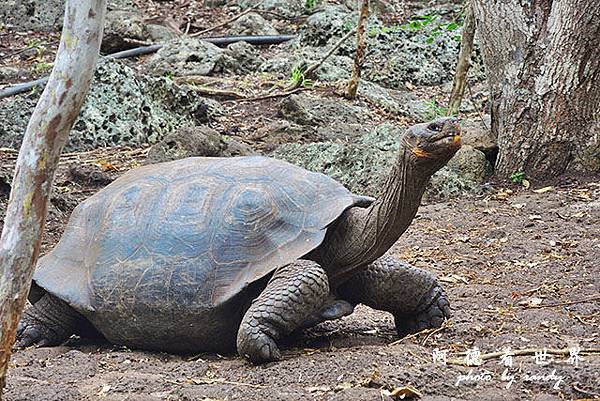 galapagos9P7700 070.JPG